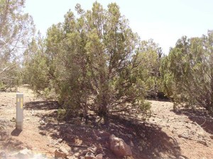 Show Low Pines 8, Lot 299